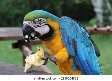 The canindé macaw (arara canindé), also known as the yellow-bellied macaw (arara de barriga amarela), eating, one of the most beautiful Brazilian birds, photographed in Bonito, Mato Grosso do Sul.