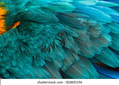 Macaw bird feathers