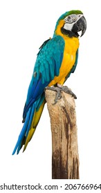 Macaw bird isolated on white background, clipping path