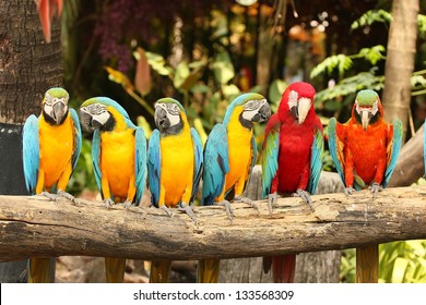   Macaw Bird Sitting On The Perch