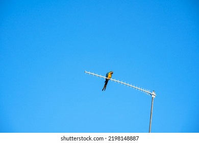 Macaw Canindé, A Bird Symbol Of The Brazilian Fauna Resting On A TV Antenna.
Bonito, Mato Grosso Do Sul, Brazil. 
