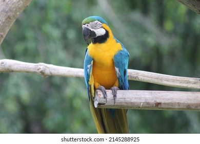 Macaw, Macaw, Blue and Yellow Macaw, Arara Canindé is a little smaller than other macaws and has a very colorful plumage. It is native to Brazil, colorful bird, Psittacidae, tropical regions