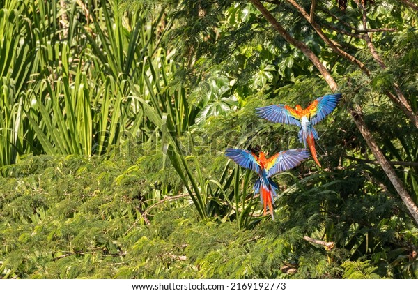 Macaw couple flying in front of green background in the rainforest mural wallpaper. 