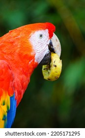 Macaw Eating Fruit In Autumn