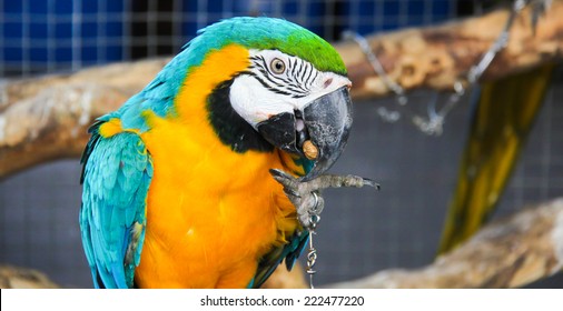 Macaw Is Eating The Peanut