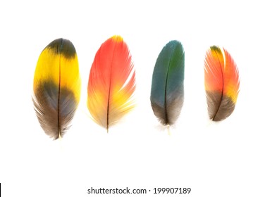 Macaw feather isolated on white background.