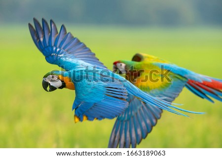 Macaw flying, A parrot that is beautiful and cute.