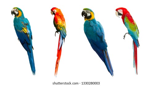 Macaw isolated on white background