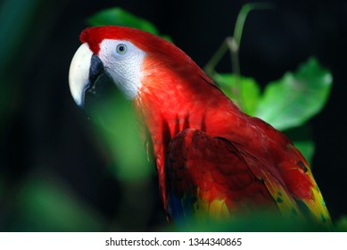 Macaw parrot  (Ara macao) in Xaman-Ha birds reserve, Playa del Carmen, Mexico - Shutterstock ID 1344340865