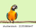 macaw parrot bird smile catch on wood tree branch colorful animal isolated with clipping path