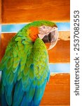 Macaw parrot close-up. The multi-colored parrot sits on a wooden fence.