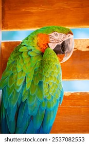 Primer plano del loro guacamayo. El loro multicolor se sienta en una valla de madera.