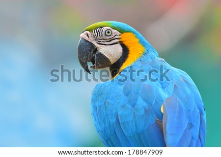 Macaw parrot closeup, nice background