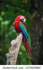 Macaw Parrot With Colourful  Perched On The Branch In Zoo On Green Tree Background