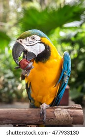 Macaw Parrot Eating Grape