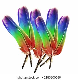 Macaw Parrot Feathers Isolated On White Background. Close-up With Clipping Path