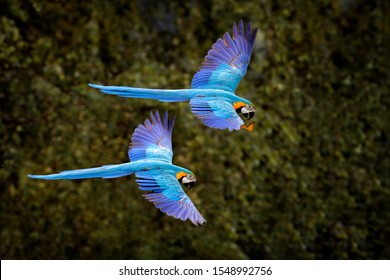 Macaw parrot in flight. Big blue Ara ararauna in the dark green forest habitat in Pantanal, Brazil. Action wildlife scene from South America. Bird in the tropic green forest. Macaw in the habitat.