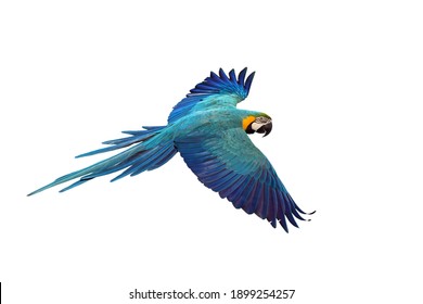 Macaw parrot fly in dark green vegetation. Scarlet Macaw, Ara macao, in tropical forest. On a white background