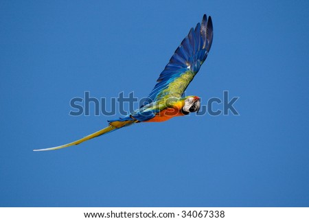 Macaw parrot flying
