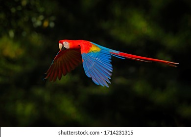 Macaw parrot flying in dark green vegetation with beautiful back light and rain. Scarlet Macaw, Ara macao, in tropical forest, Yucatan, Mexico. Wildlife scene from tropical nature. Red in forest.