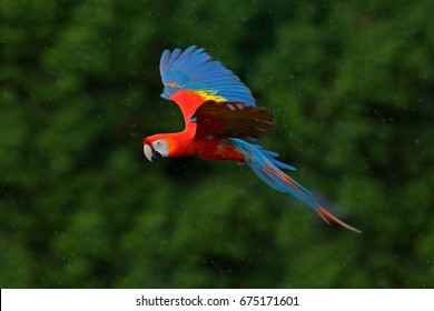 Macaw Parrot Flying In Dark Green Vegetation. Scarlet Macaw, Ara Macao, In Tropical Forest, Costa Rica, Wildlife Scene From Tropical Nature In The Rain.