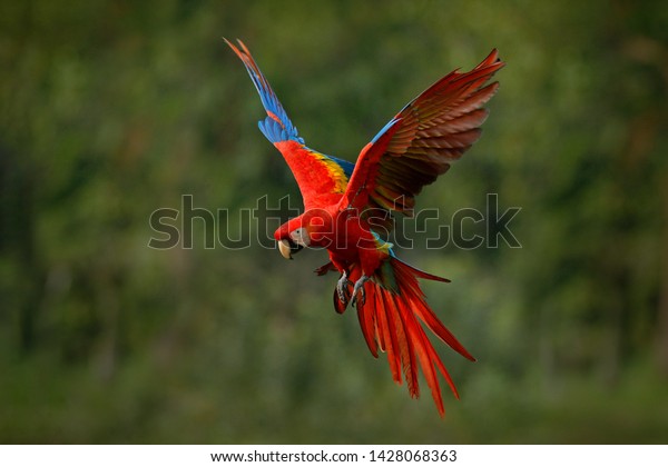 Macaw Parrot Flying Dark Green Vegetation 庫存照片 立刻編輯