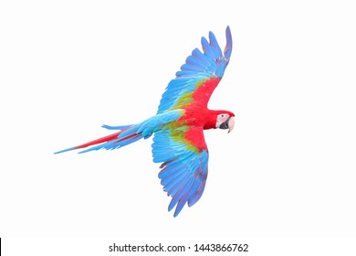 Macaw Parrot Flying Isolated On White Background.