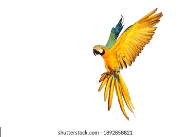 Macaw Parrot Flying Isolated On White Background