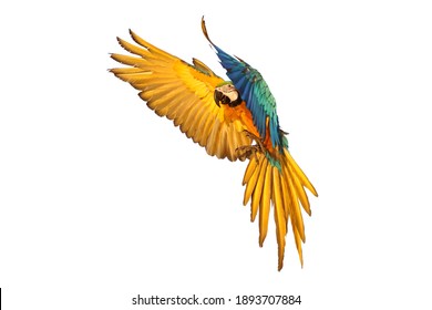 Macaw Parrot Flying Isolated On White Background