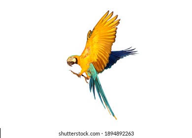 Macaw Parrot Flying Isolated On White Background