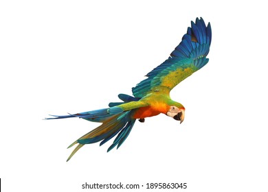 Macaw Parrot Flying Isolated On White Background