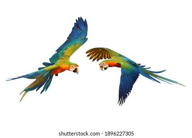 Macaw Parrot Flying Isolated On White Background