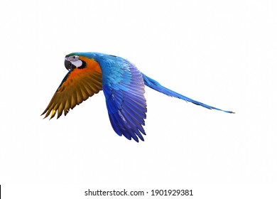 Macaw Parrot Flying Isolated On White Background