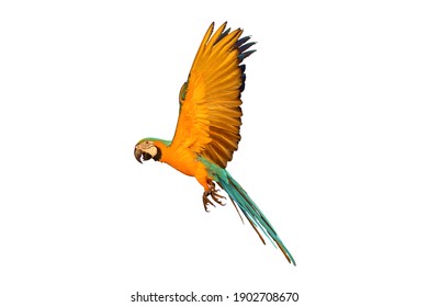 Macaw Parrot Flying Isolated On White Background