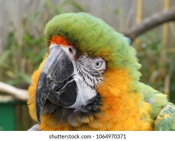 Macaw Parrot With His Head Tilted, Close