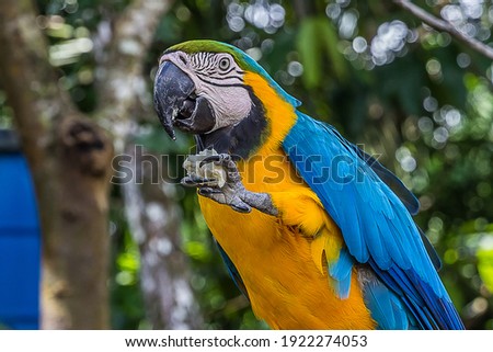 A macaw parrot holds a piece of bread in its clawed paw and eats it. The Ara ararauna (blue-and-yellow or blue-and-gold macaw) lives in the forest, woodland and savannah of tropical South America.