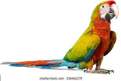 Macaw Parrot - Isolated