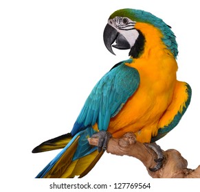 Macaw Parrot isolated on white - Shutterstock ID 127769564