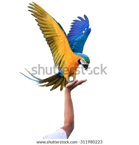 Macaw Parrot isolated on white background with clipping path
