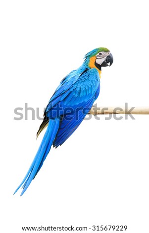 Macaw Parrot isolated on white background with clipping path
