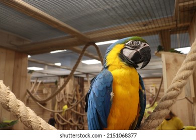 Macaw Parrot Macro Photo View