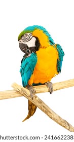 Macaw parrot on white background.