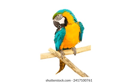 Macaw parrot on white background.
