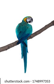 Macaw parrot perched on a branch with white back ground.