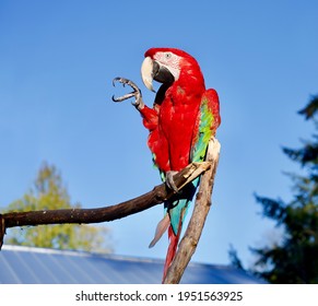 Macaw Parrot Trained To Wave Hello 