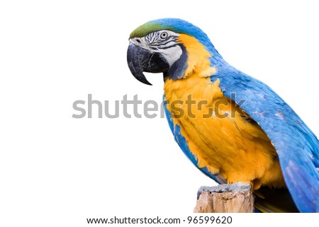 Macaw parrot with yellow and blue feathers - isolated on white background