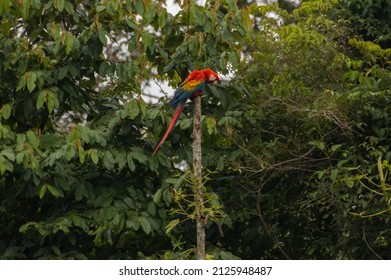 Macaw In The Peruvian Rainforest Of Manu National Park