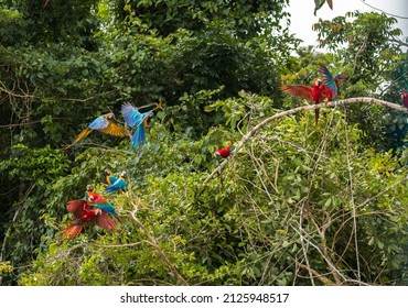 Macaw In The Peruvian Rainforest Of Manu National Park