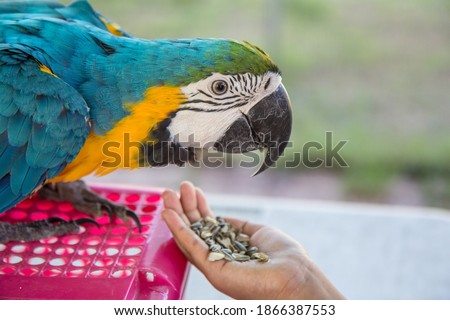Macaw ( Psittacidae ) , 
Eating sunflower seeds from a woman's hand.