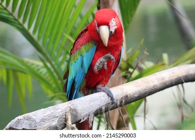 Macaw, Psittacidae, tropical regions, parrot portrait, red macaw, colored macaw, also known as 'arara vermelha', Brazilian bird, exotic bird, Typical Brazilian bird.
